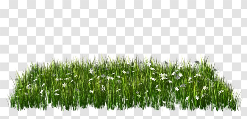 Download Clip Art - Lawn - Green Grass Transparent PNG