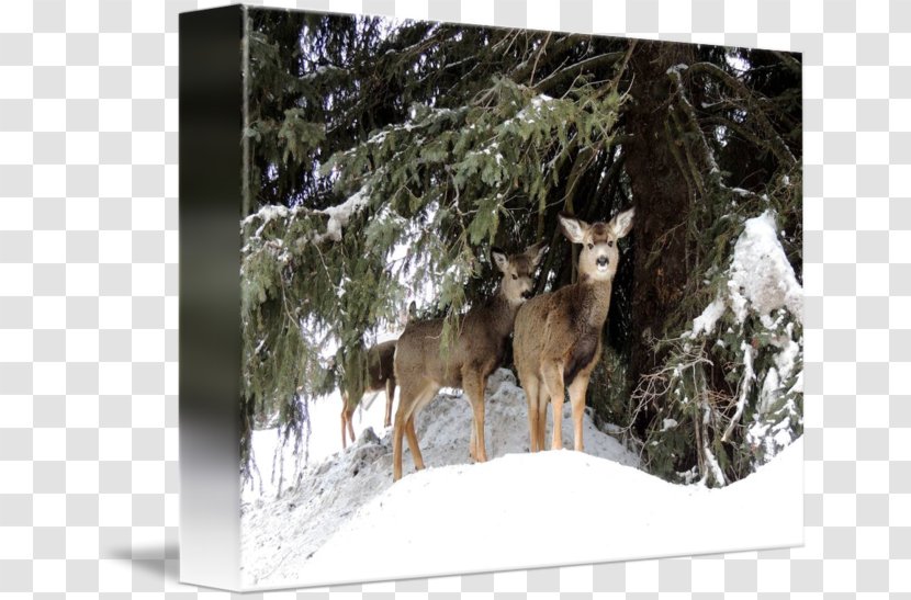 Elk Coyote Reindeer Stock Photography Transparent PNG