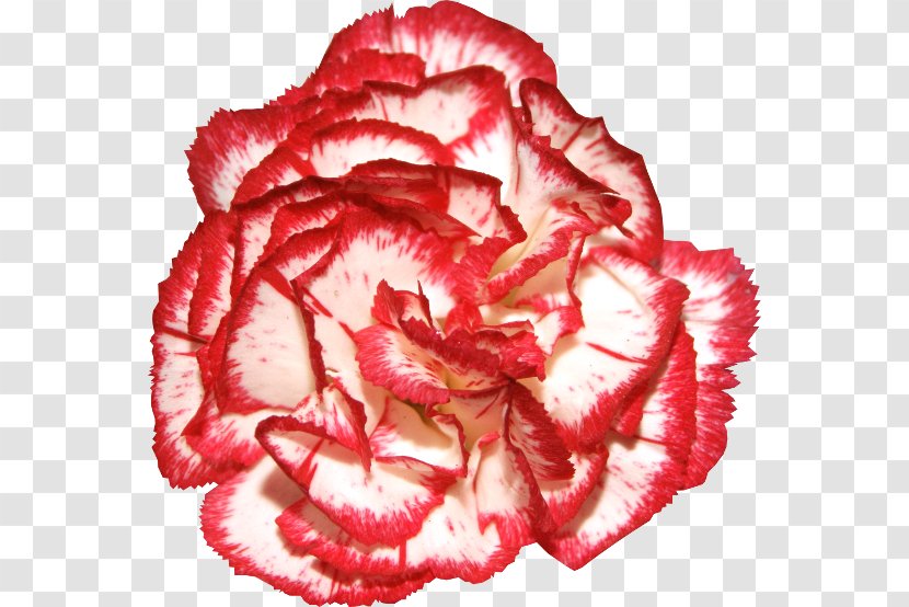 Garden Roses Carnation Flower Clip Art - Flowering Plant Transparent PNG