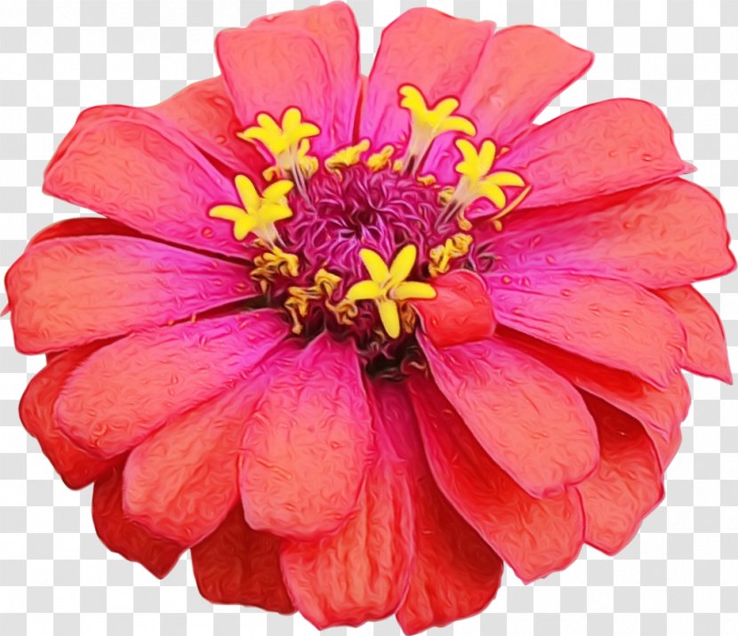 Clip Art Common Daisy Free Content Flower Illustration - Public Domain - Family Transparent PNG