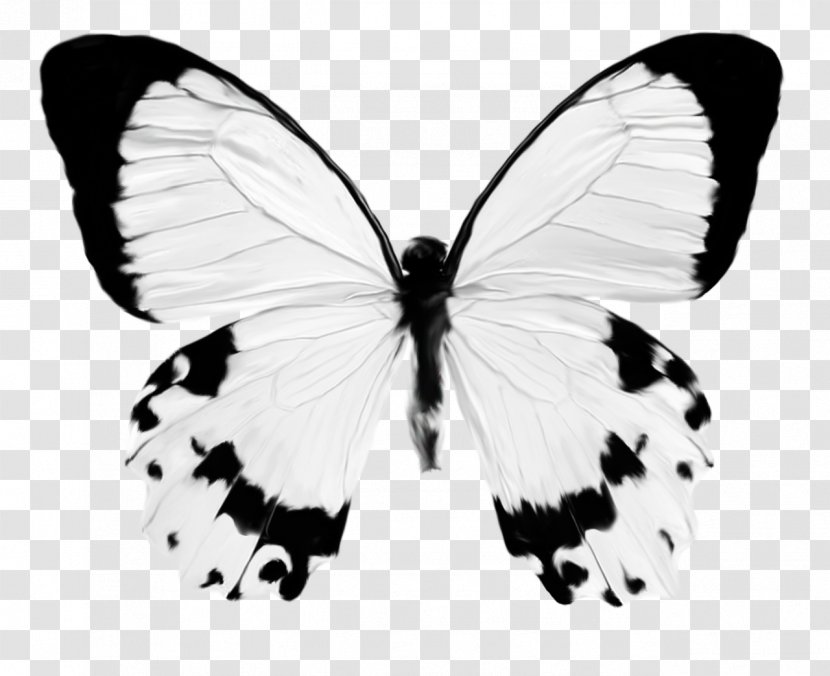 Butterfly Insect Clip Art - Watercolor Transparent PNG