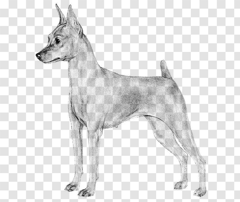 Canaan Dog Breed Miniature Pinscher German Dobermann - Like Mammal - Puppy Transparent PNG