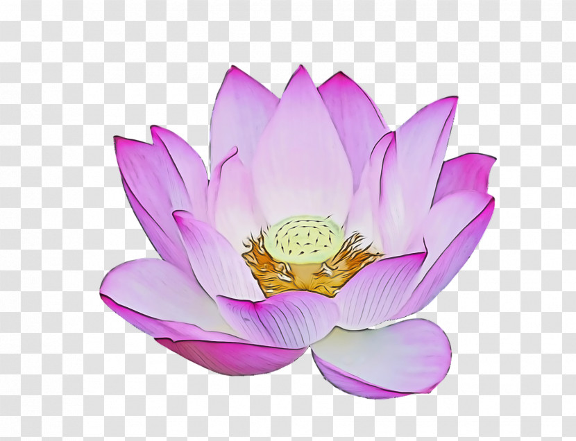 Lotus Flower Summer Flower Transparent PNG