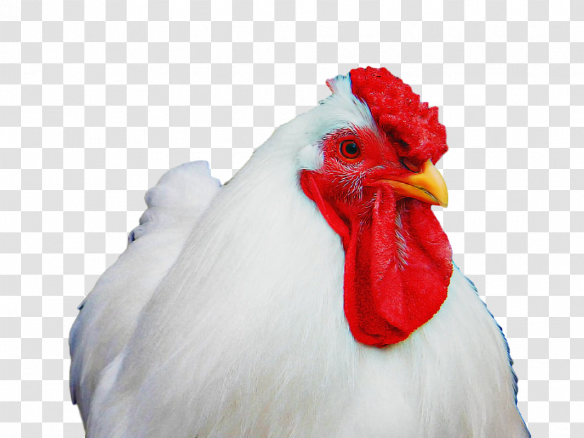 Chicken Bird Rooster Beak White Transparent PNG