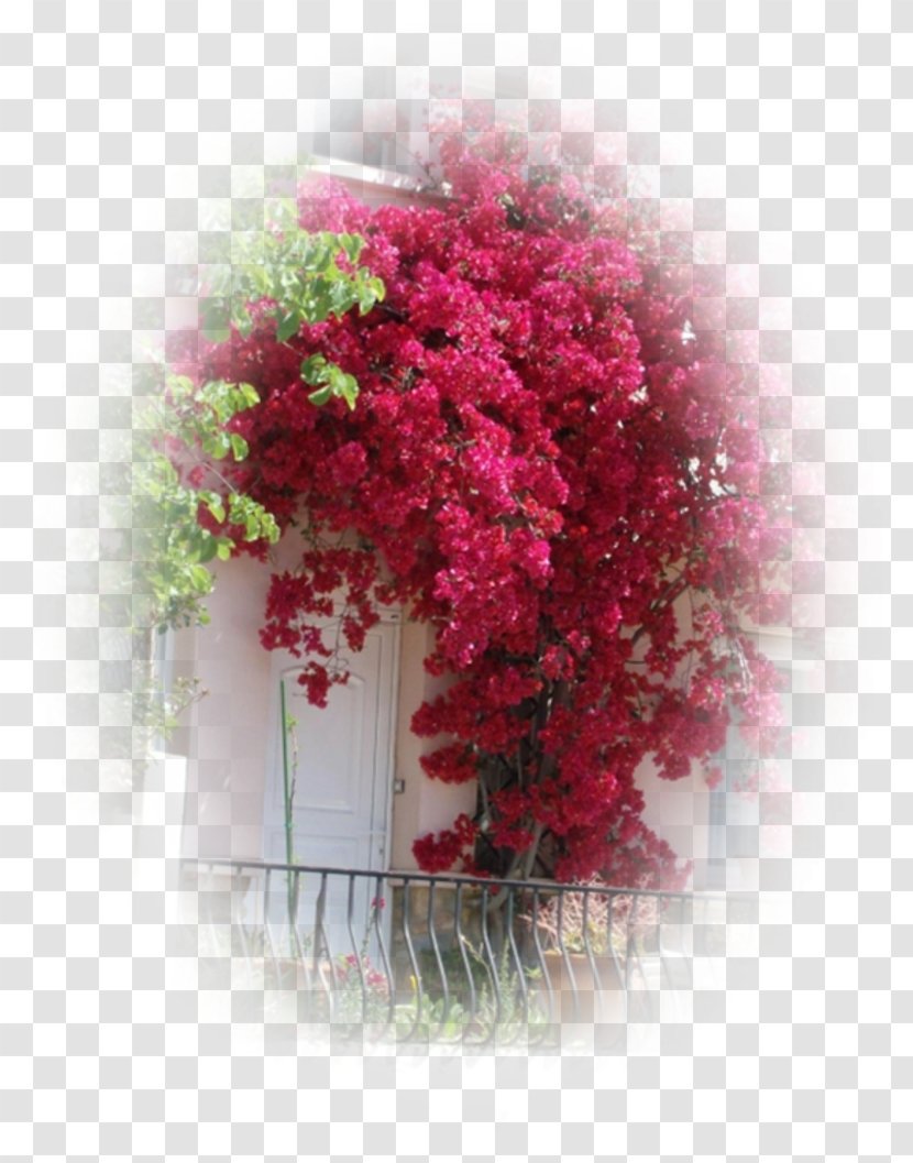 Floral Design Pink M Shrub Transparent PNG