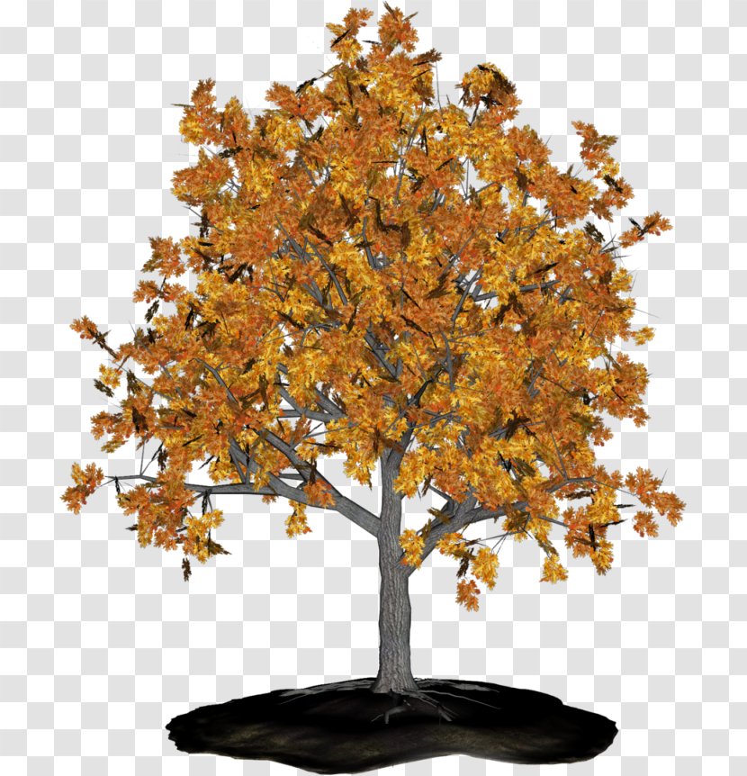 Tree Branch Sweetgums Maple Aastarõngad - Flower Garden Transparent PNG