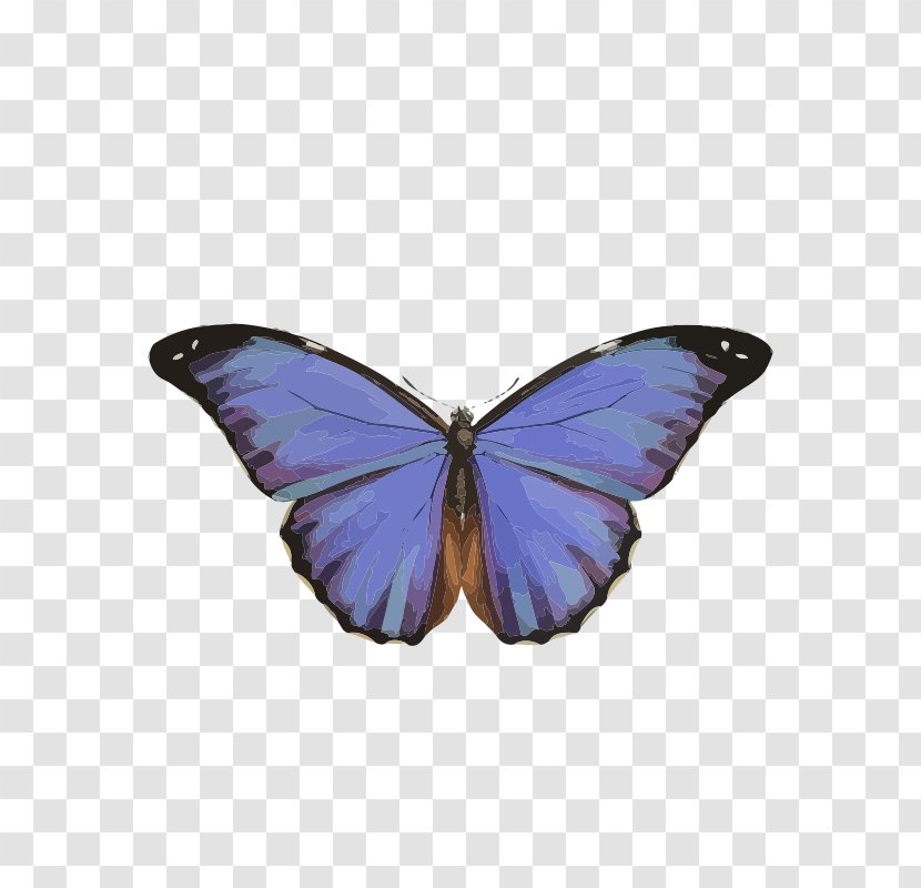 Butterfly Morpho Peleides Insect Rhetenor Clip Art - Drawing Transparent PNG