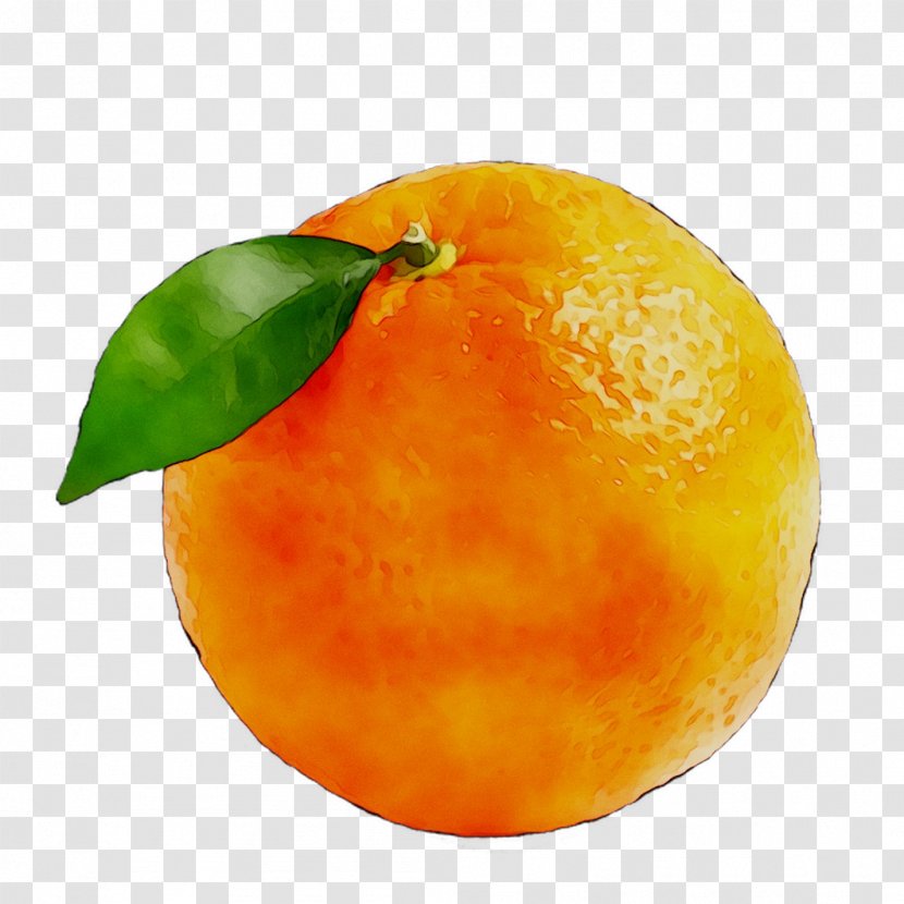 Clementine Mandarin Orange Tangerine Grapefruit Tangelo - Blood Transparent PNG