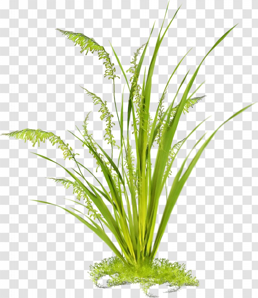 Aquarium Decor Grass Plant Family Terrestrial - Watercolor - Stem Flowering Transparent PNG