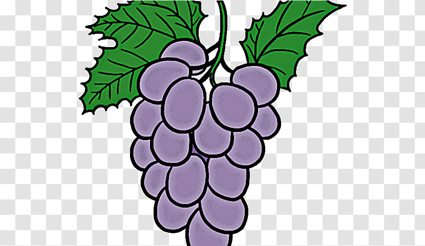 Grape Seedless Fruit Grapevine Family Leaf Grape Leaves Transparent PNG