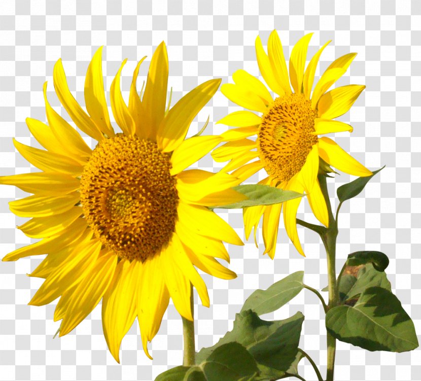 Common Sunflower Tmall - Plant Transparent PNG