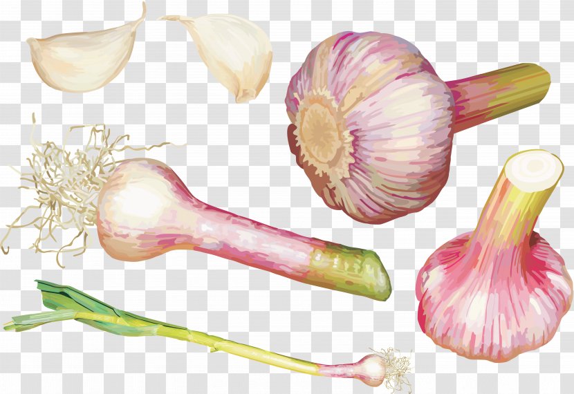 Vegetable Garlic Shallot Clip Art Transparent PNG