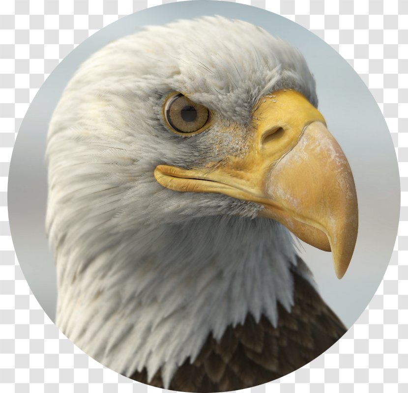 Bald Eagle TurboSquid Beak 3D Computer Graphics - Artist Transparent PNG