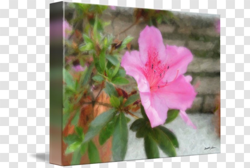 Azalea Pink M Petal RTV Family - Rhododendron Transparent PNG