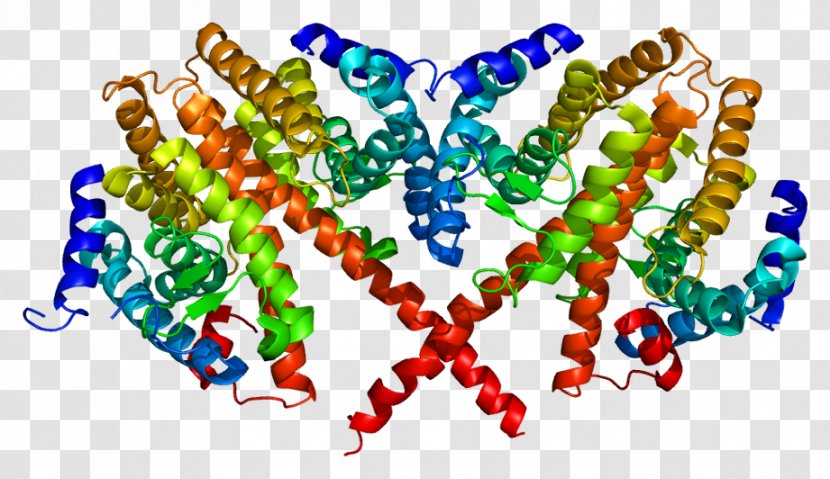 Hepatocyte Nuclear Factor 4 Alpha Protein Gene Transcription - Transactivation Transparent PNG