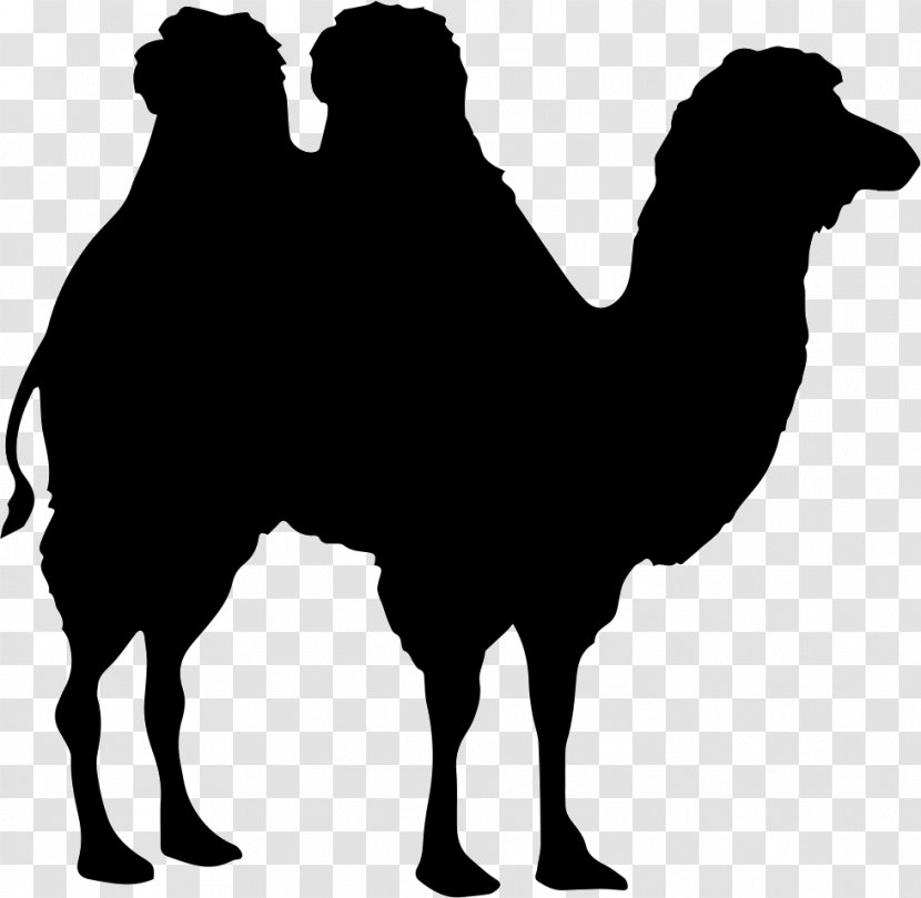 Bactrian Camel Dromedary Shape Transparent PNG
