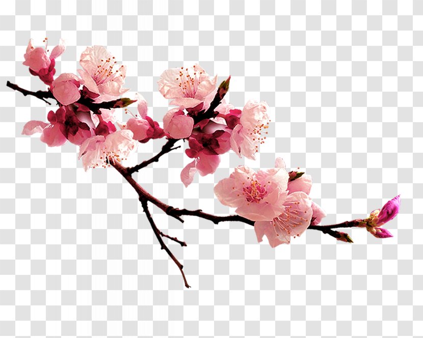 U8001u6d77u68e0u6811 Qingming Computer File - Floral Design - Peach Blossom Transparent PNG