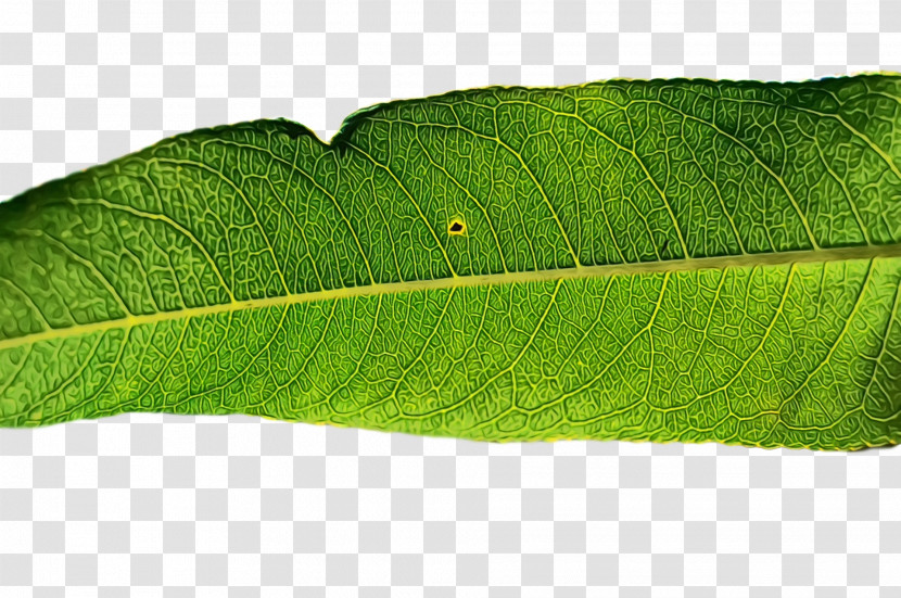 Plant Pathology Leaf Pathology Plants Biology Transparent PNG