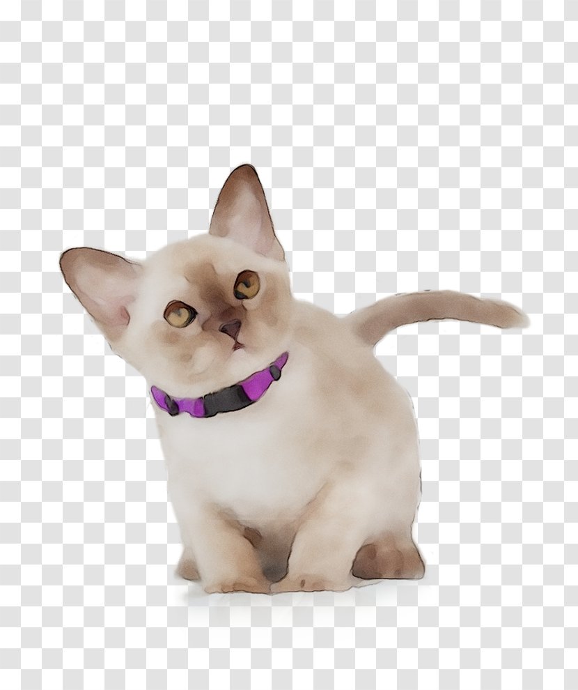 Tonkinese Cat Siamese Kitten Whiskers Dog - Asian - Colorpoint Shorthair Transparent PNG