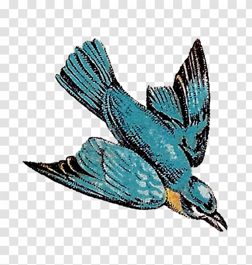 Bird Feather Drawing Flight - Animal - Flying Birds Transparent PNG