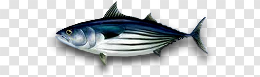 Bigeye Tuna Albacore Skipjack Atlantic Bluefin Yellowfin - Fishing Transparent PNG