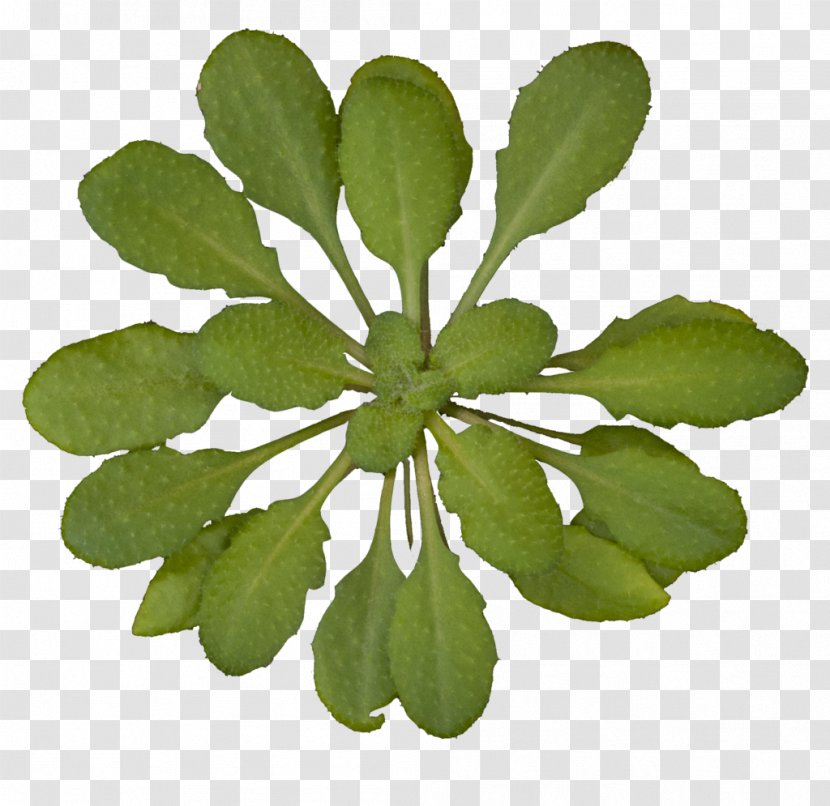 Thale Cress Plant Rosette Genome Gene - Herb - Banana Leaves Transparent PNG