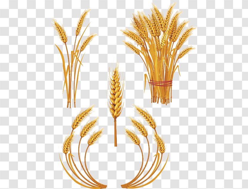 Wheat Royalty-free Ear Clip Art - Commodity - Rice Transparent PNG