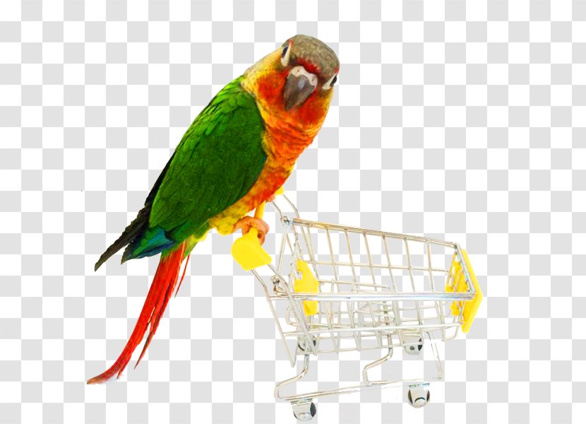 Parrot Bird Cat Dog Toy - Toys Transparent PNG