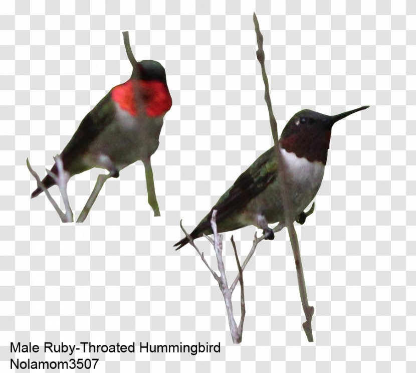 Beak Finch Hummingbird M Animal - Fauna Transparent PNG