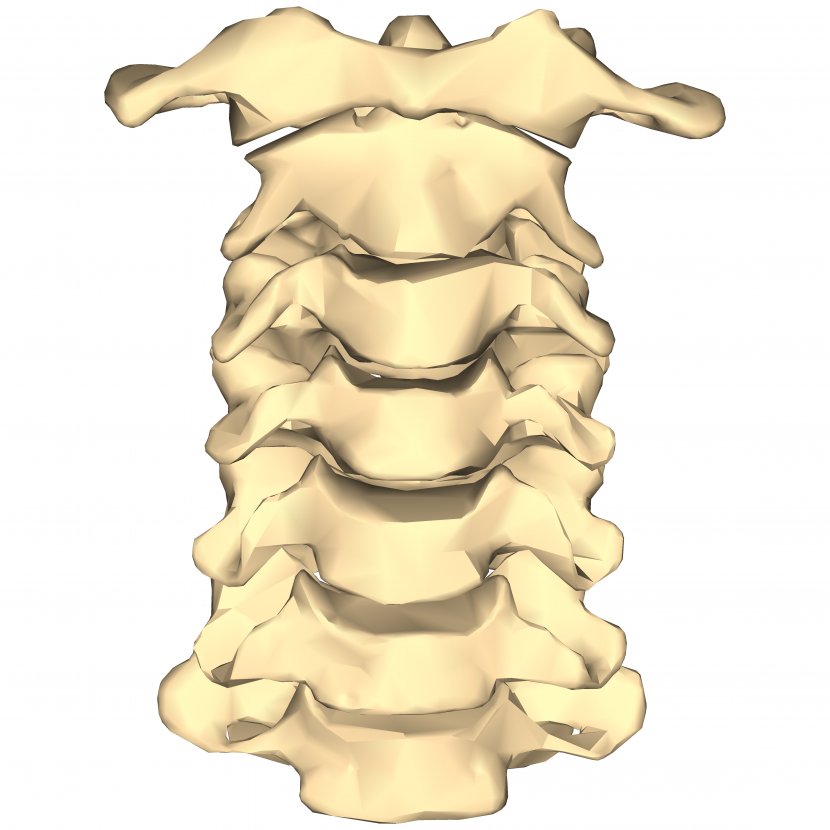 Vertebral Column Cervical Vertebrae Spinal Fusion Bone Lumbar - Thoracic - Look Transparent PNG