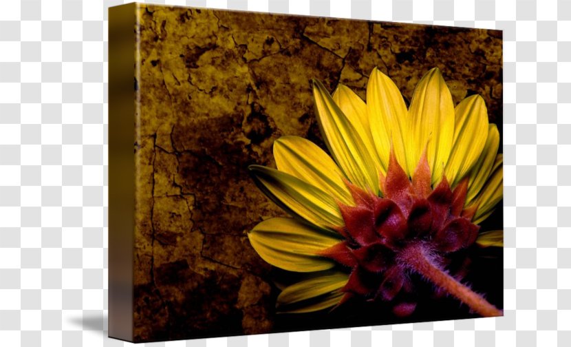 Still Life Sunflower M - Flowering Plant - 3D Transparent PNG