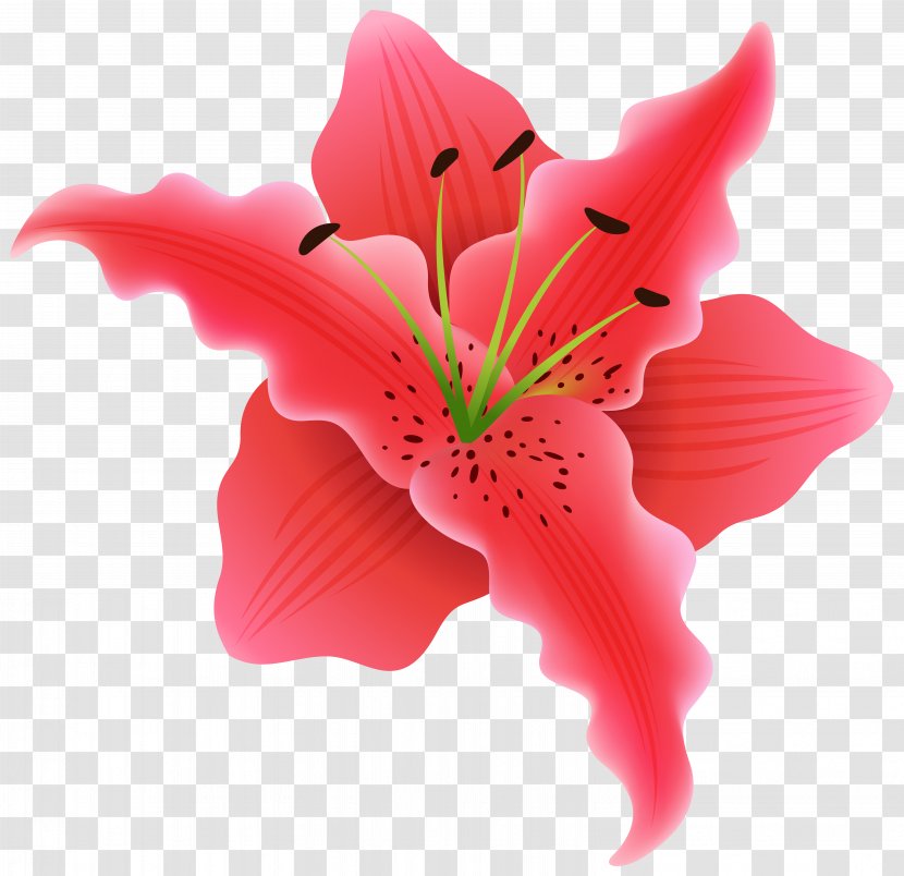 Flower Rose Clip Art - Color - Beautiful Plant Cliparts Transparent PNG