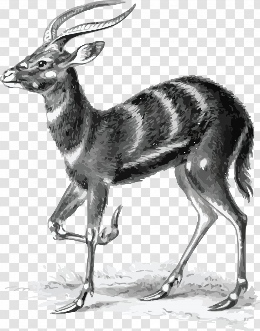 Art Forms In Nature Antelope Sitatunga Pronghorn Biologist - Tail - Gazelle Transparent PNG