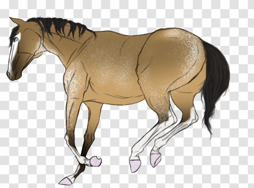Mule Foal Stallion Halter Pony - Pack Animal - Mustang Transparent PNG