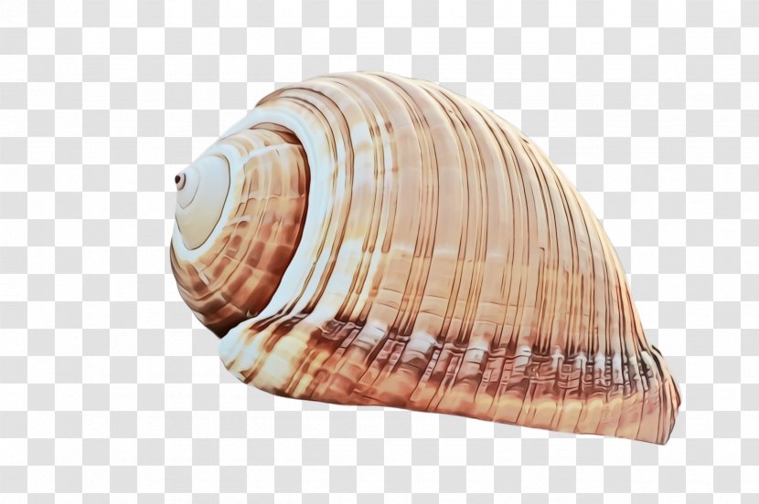 Shell Conch Cockle Bivalve - Shankha Clam Transparent PNG