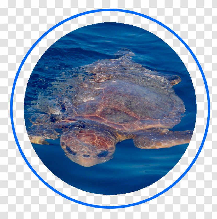 Key West Fishing Loggerhead Sea Turtle Offshore Company Florida Keys - Water - Mahimahi Transparent PNG