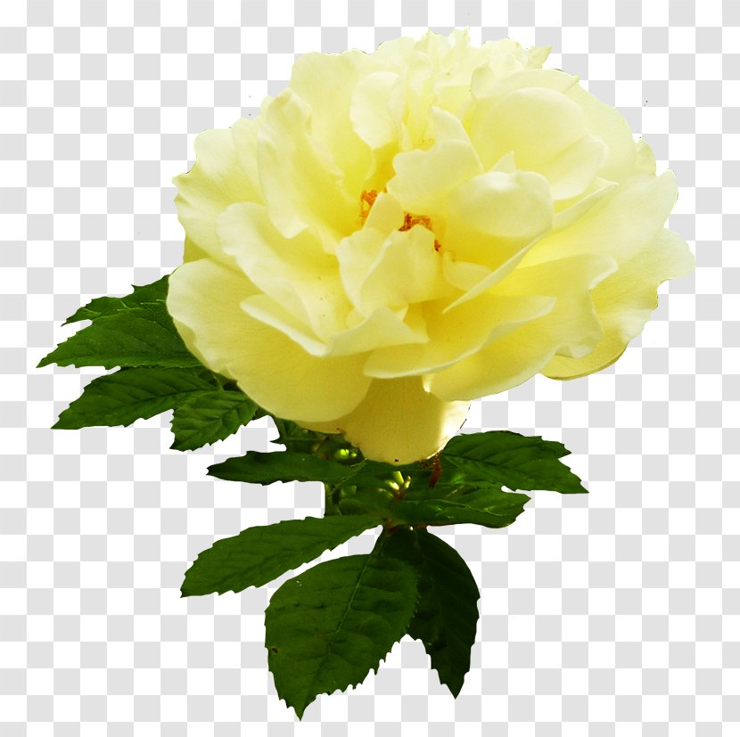 Centifolia Roses Yellow Cut Flowers Garden - Pink - Rose Transparent PNG