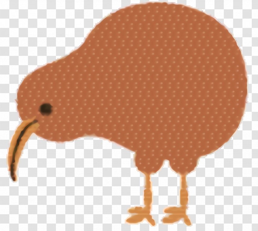 Kiwi Bird - Beak - Cartoon Transparent PNG