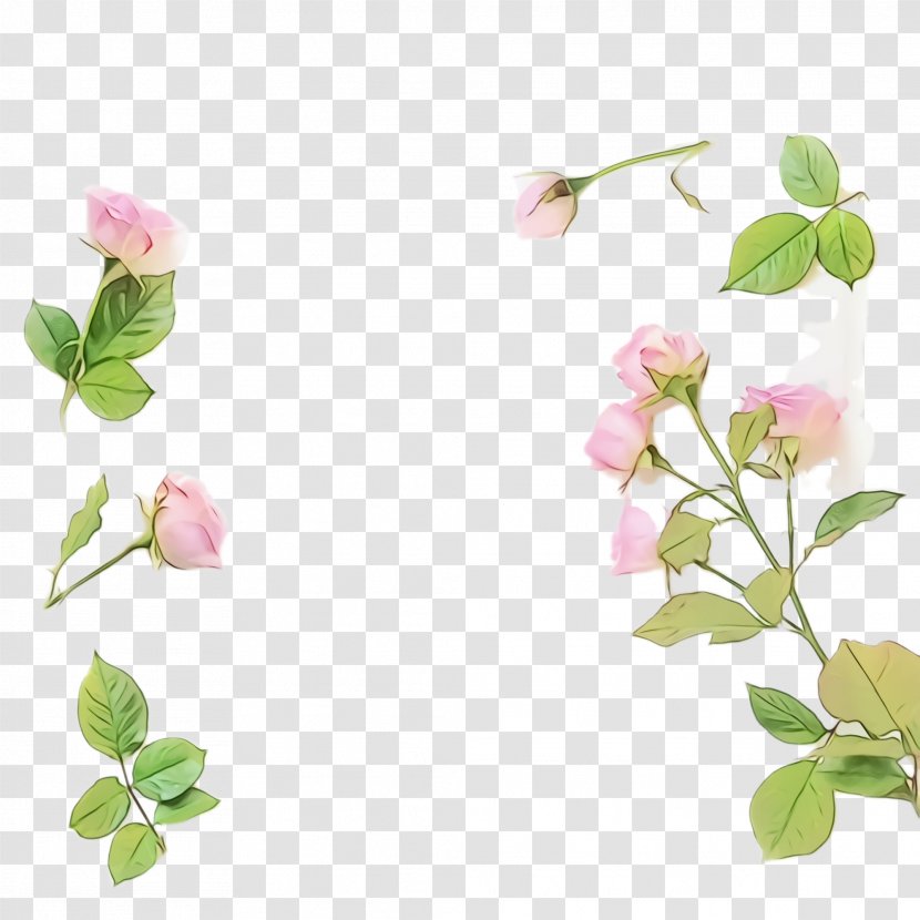Flower Plant Petal Branch Flowering - Prickly Rose Leaf Transparent PNG