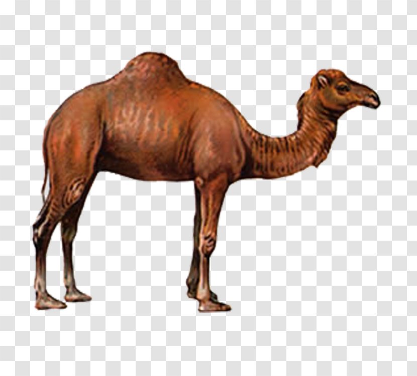 Camel Drawing - Mammal Transparent PNG