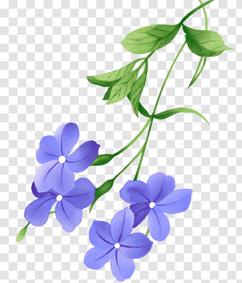 花朵 - Violet - Plant Transparent PNG