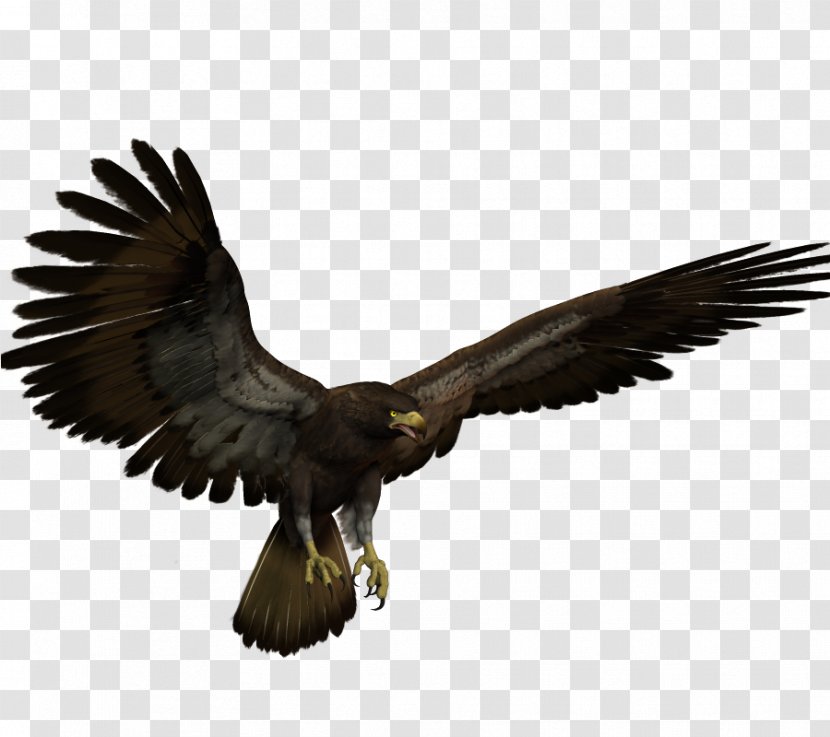 Bald Eagle Hawk Buzzard - Accipitriformes Transparent PNG