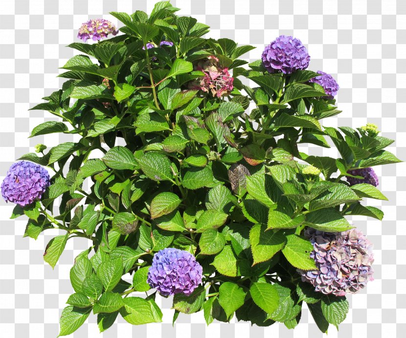 Hydrangea Shrub Groundcover Lawn Annual Plant - Bush Transparent PNG