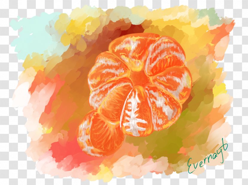 Grapefruit Mandarin Orange Tangerine Clementine Watercolor Painting - Still Life Photography Transparent PNG