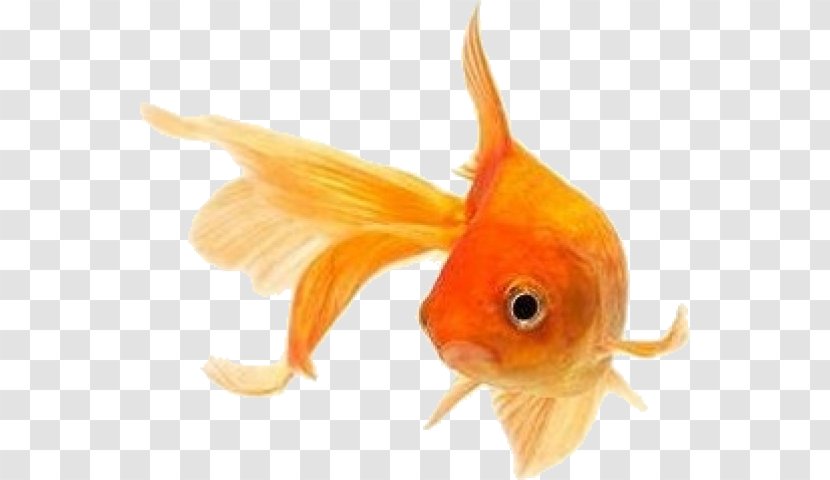 Goldfish Koi Stock Photography Siamese Fighting Fish - Fin - Bowl Transparent PNG