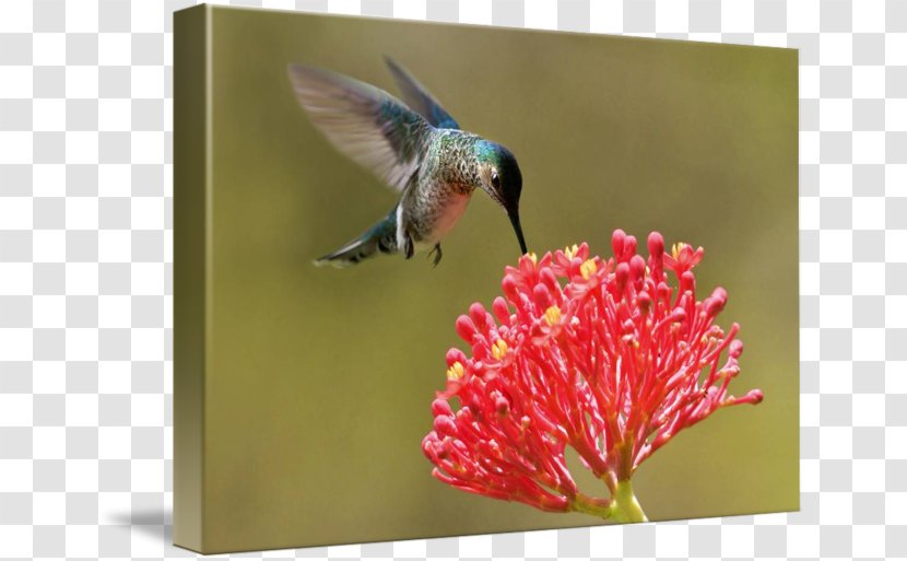Bird Insect Flora Pollinator Fauna - Hummingbird Transparent PNG