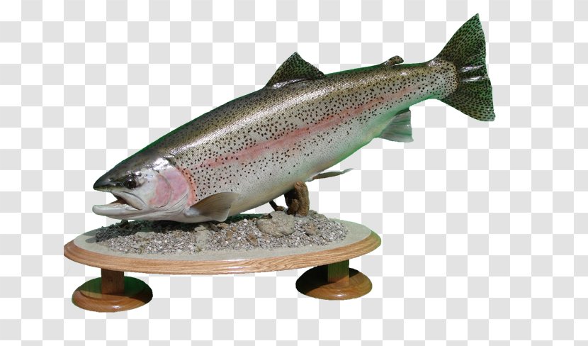 Rainbow Trout Taxidermy Fish Stocking Cutthroat - Milkfish - Coho Transparent PNG
