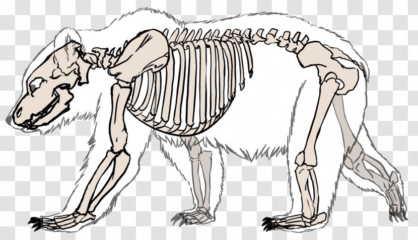 Giant Panda Polar Bear American Black Human Skeleton - Anatomy Transparent PNG