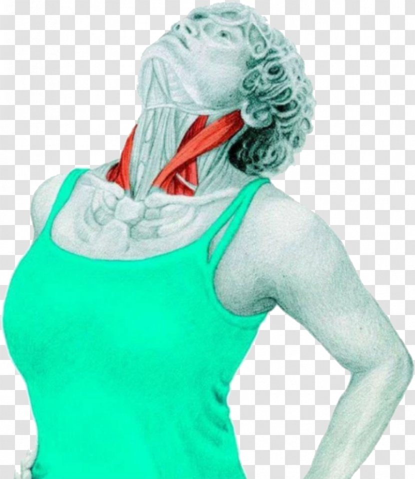 Stretching Anatomy Sternocleidomastoid Muscle Neck - Cooling Down Transparent PNG