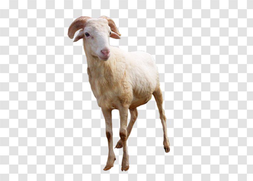Sheep Goat Terrestrial Animal Snout - Horn Transparent PNG